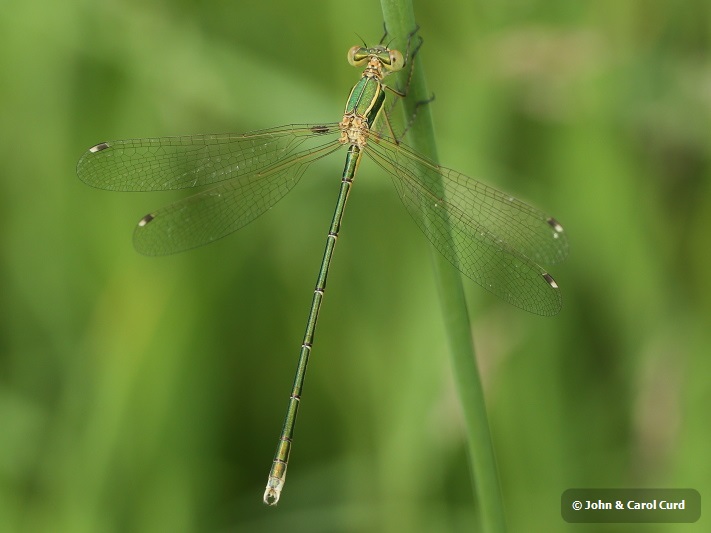 _18C3246 Lestes barbarus male.JPG